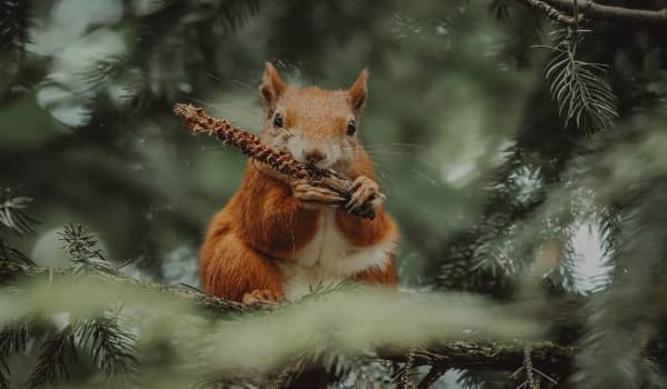 wildlife composition technique squirrel